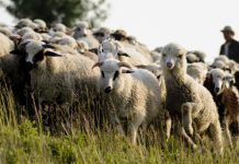 Ultima zi de depunere a adeverințelor pentru schema de sprijin cuplat în sectorul zootehnic