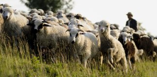 Ultima zi de depunere a adeverințelor pentru schema de sprijin cuplat în sectorul zootehnic