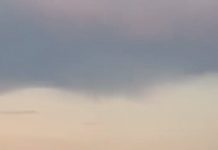 Lebădă salvată de pompieri