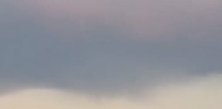 Lebădă salvată de pompieri