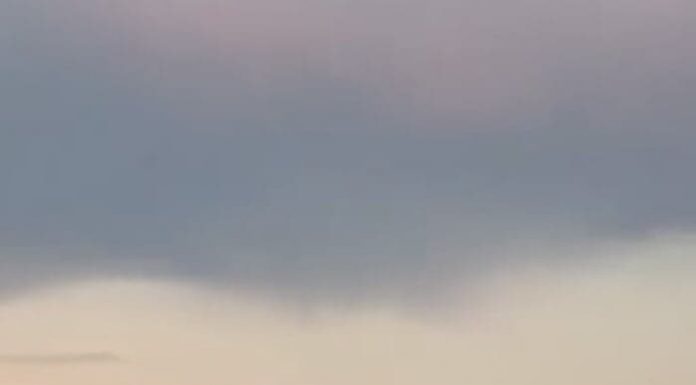 Lebădă salvată de pompieri