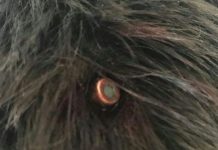 Starea de sănătate a tânărului lovit în cap de glonț este stabilă! Tragerile în poligon, sistate