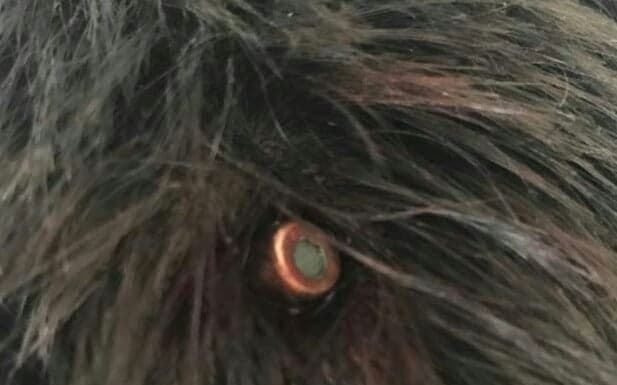 Starea de sănătate a tânărului lovit în cap de glonț este stabilă! Tragerile în poligon, sistate