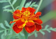 Crăiţe (Tagetes Erebta et Patula) – beneficii şi proprietăţi