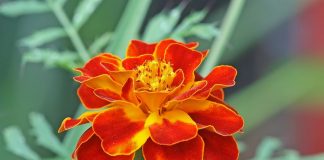 Crăiţe (Tagetes Erebta et Patula) – beneficii şi proprietăţi