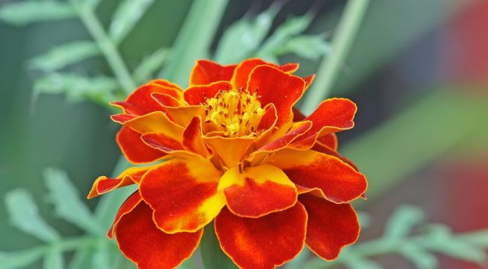 Crăiţe (Tagetes Erebta et Patula) – beneficii şi proprietăţi