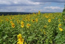 APIA a aprobat decizia privind campania plăţilor în avans