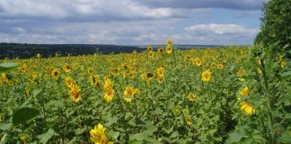 APIA a aprobat decizia privind campania plăţilor în avans