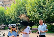 IPJ Gorj avertizează: ,,Şi minorii pot fi amendaţi pentru faptele lor!”