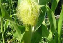 Mătase de porumb (Stigmata Maydis) – beneficii şi proprietăţi