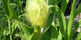 Mătase de porumb (Stigmata Maydis) – beneficii şi proprietăţi