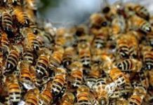 Angajat al CEO, la spital după ce a fost atacat de un roi de viespi