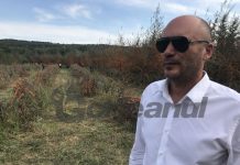 Record la producţia de cătină la Târgu Cărbuneşti