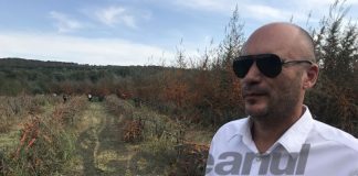 Record la producţia de cătină la Târgu Cărbuneşti