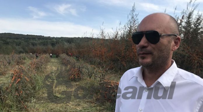 Record la producţia de cătină la Târgu Cărbuneşti