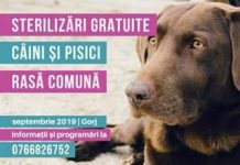 Noi campanii de sterilizări gratuite a patrupedelor