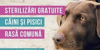 Noi campanii de sterilizări gratuite a patrupedelor