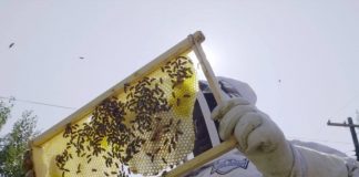 Sprijin pentru apicultori. Termen pentru depunerea cererilor