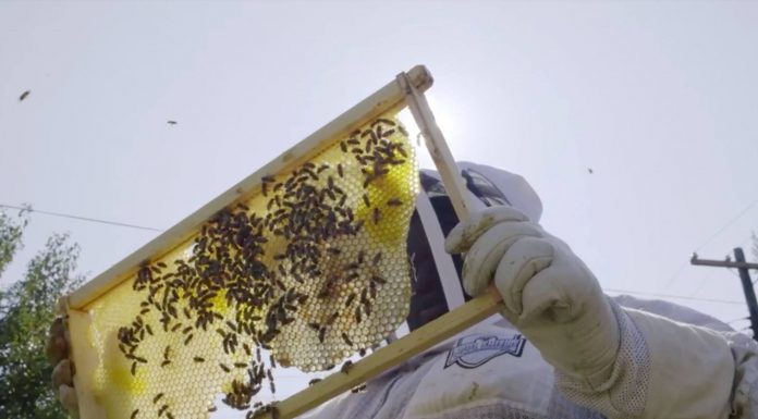 Sprijin pentru apicultori. Termen pentru depunerea cererilor