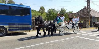 Ciobanii de la Baia de Fier s-au domnit! Au trecut de la căruța trasă cu cai, la trăsura cu cei mai eleganți bidivii