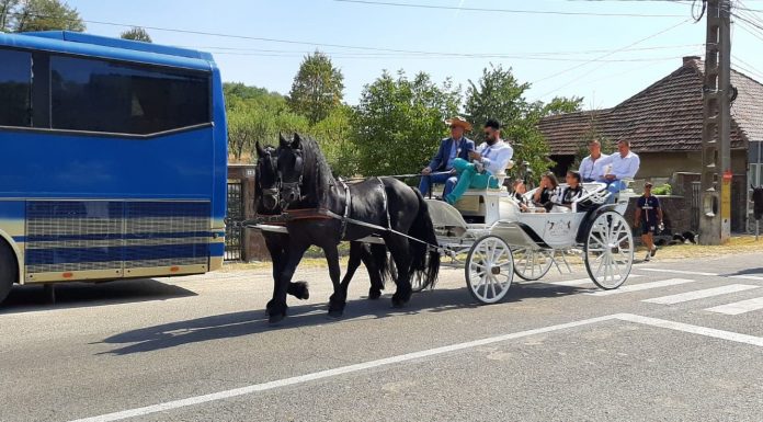 Ciobanii de la Baia de Fier s-au domnit! Au trecut de la căruța trasă cu cai, la trăsura cu cei mai eleganți bidivii
