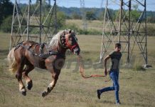 Texas de Gorj! Expoziție de cabaline la Tîlvești, în timp ce DSVSA interzice târgurile de animale din cauza pestei porcine africane!