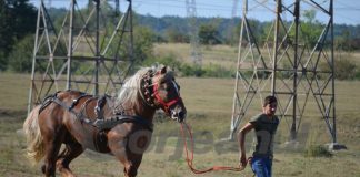 Texas de Gorj! Expoziție de cabaline la Tîlvești, în timp ce DSVSA interzice târgurile de animale din cauza pestei porcine africane!