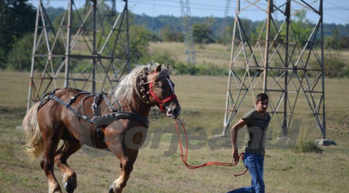 Texas de Gorj! Expoziție de cabaline la Tîlvești, în timp ce DSVSA interzice târgurile de animale din cauza pestei porcine africane!