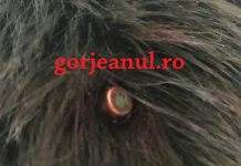 FOTO: Reacția Jandarmeriei Gorj, în cazul tânărului împușcat în cap, la doi kilometri distanță de poligonul din Târgu-Cărbunești