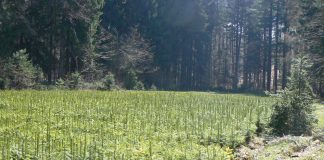 Sprijin financiar pentru prima împădurire şi crearea de suprafeţe împădurite