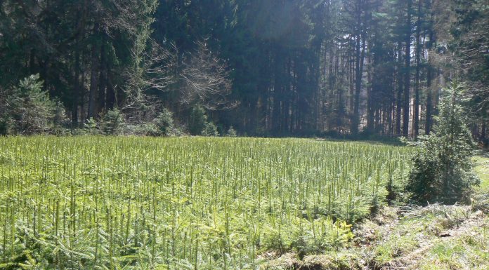 Sprijin financiar pentru prima împădurire şi crearea de suprafeţe împădurite