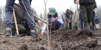 Gorj: Au fost regenerate 200 de hectare de pădure