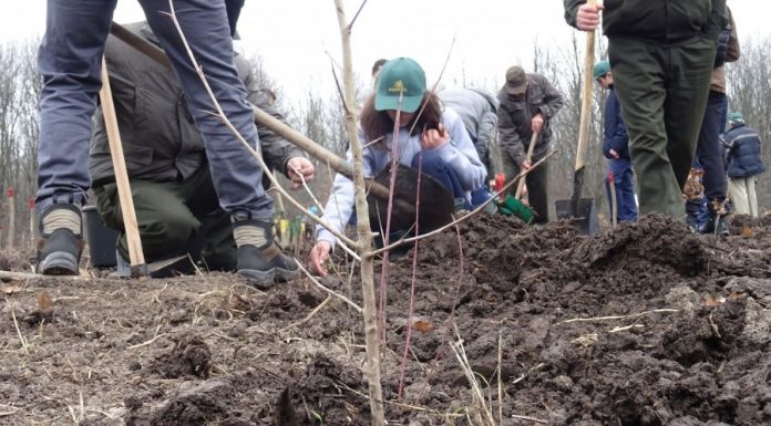 Gorj: Au fost regenerate 200 de hectare de pădure