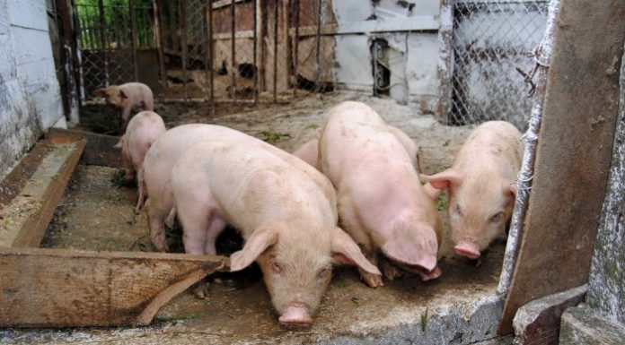 Aproape 13 milioane de euro pentru combaterea pestei porcine africane