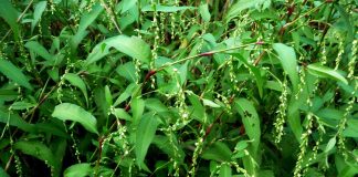 Piperul bălţii (polygonum hydropiper) – beneficii şi proprietăţi