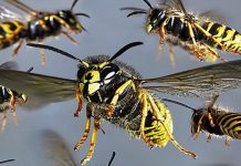 Electrician de la Cariera Tismana, atacat de un roi de viespi