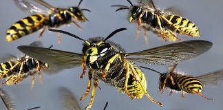 Electrician de la Cariera Tismana, atacat de un roi de viespi