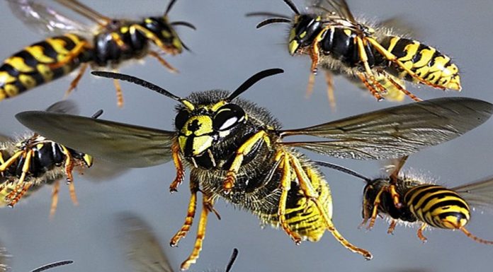 Electrician de la Cariera Tismana, atacat de un roi de viespi