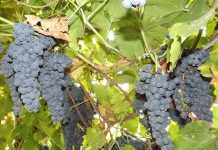 Bani pentru restructurarea plantaţiilor viticole din Gorj