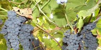 Bani pentru restructurarea plantaţiilor viticole din Gorj