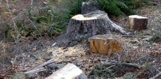 Tăiere ilegală de arbori și furt din fondul forestier administrat de Ocolul Silvic Motru