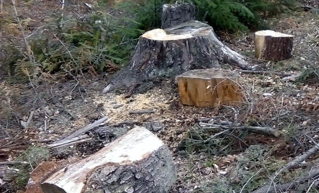 Mii de controale efectuate de specialiștii Romsilva pe perioada stării de urgență