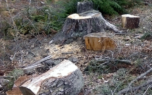 Bărbat din Drăguțești, cercetat pentru furt de arbori