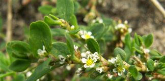 Troscotul (Polygonum aviculare) – beneficii şi proprietăţi