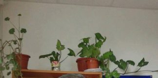 Primarul Birău: ,,Contractul de muncă al consilierului Primăriei Târgu-Cărbunești, inculpat într-un dosar de trafic de persoane, a fost suspendat!”