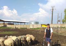 VIDEO: Victima concursului de tracțiune pentru cai de la Drăguțești s-a îndreptat împotriva organizatorilor! Le-a făcut dosar penal pentru vătămare corporală din culpă și abuz în serviciu