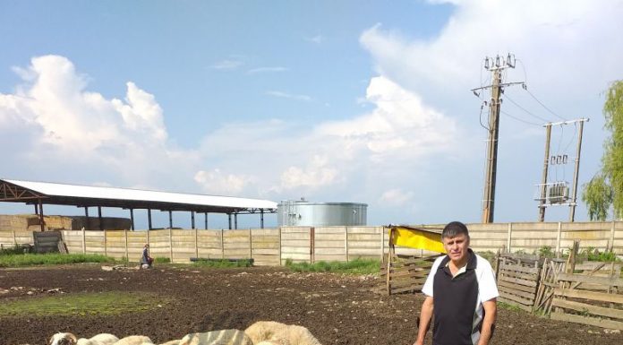 VIDEO: Victima concursului de tracțiune pentru cai de la Drăguțești s-a îndreptat împotriva organizatorilor! Le-a făcut dosar penal pentru vătămare corporală din culpă și abuz în serviciu