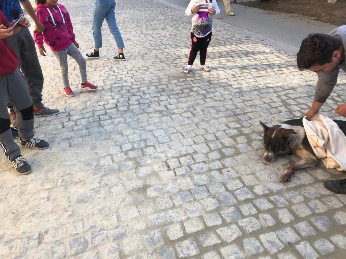 IMAGINI ŞOCANTE: Câini otrăviţi, pe străzile din Sadu!