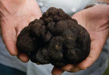 Un singur reținut, după scandalul pentru trufe de la Bengești-Ciocadia