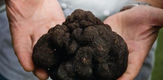 Un singur reținut, după scandalul pentru trufe de la Bengești-Ciocadia